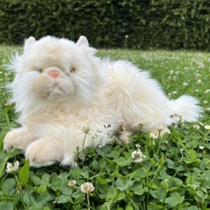 🐱 Chat persan 🐶✨