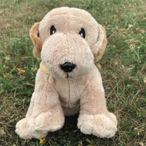 🐕 Grand labrador sable 🐶✨