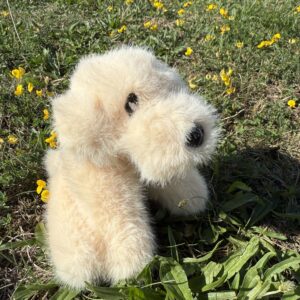 Petit Golden 🐶