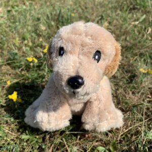 🐕 Petit labrador sable 🐶✨