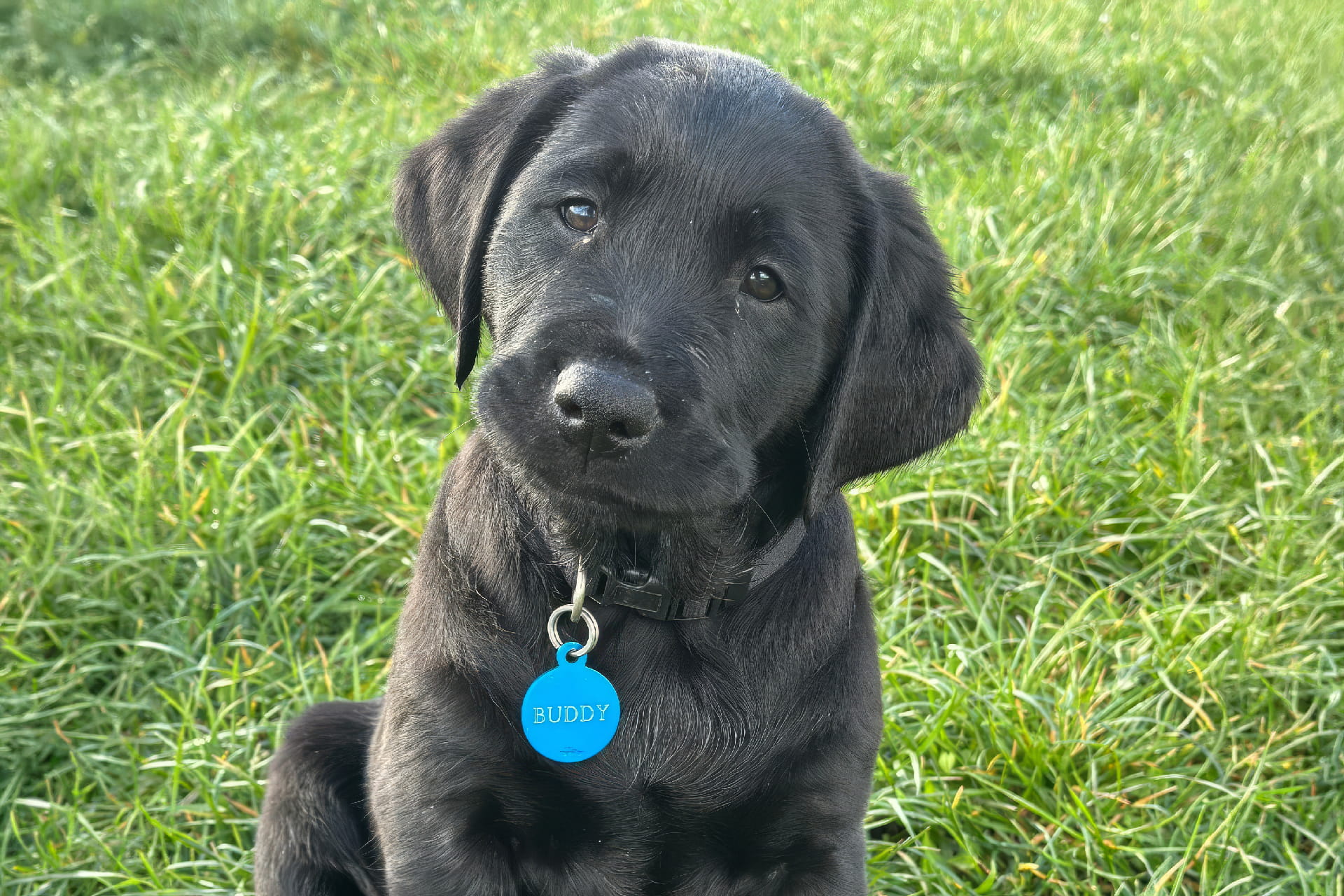 Buddy
