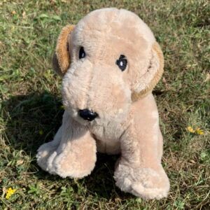 🐕 Labrador sable ou noir 🐶✨