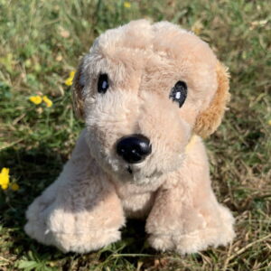 🐕 Petit labrador sable 🐶✨