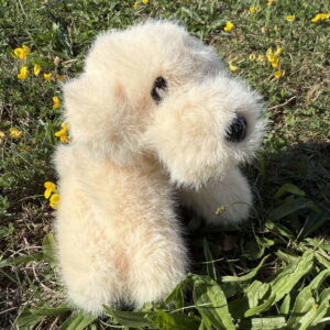 Petit Golden 🐶