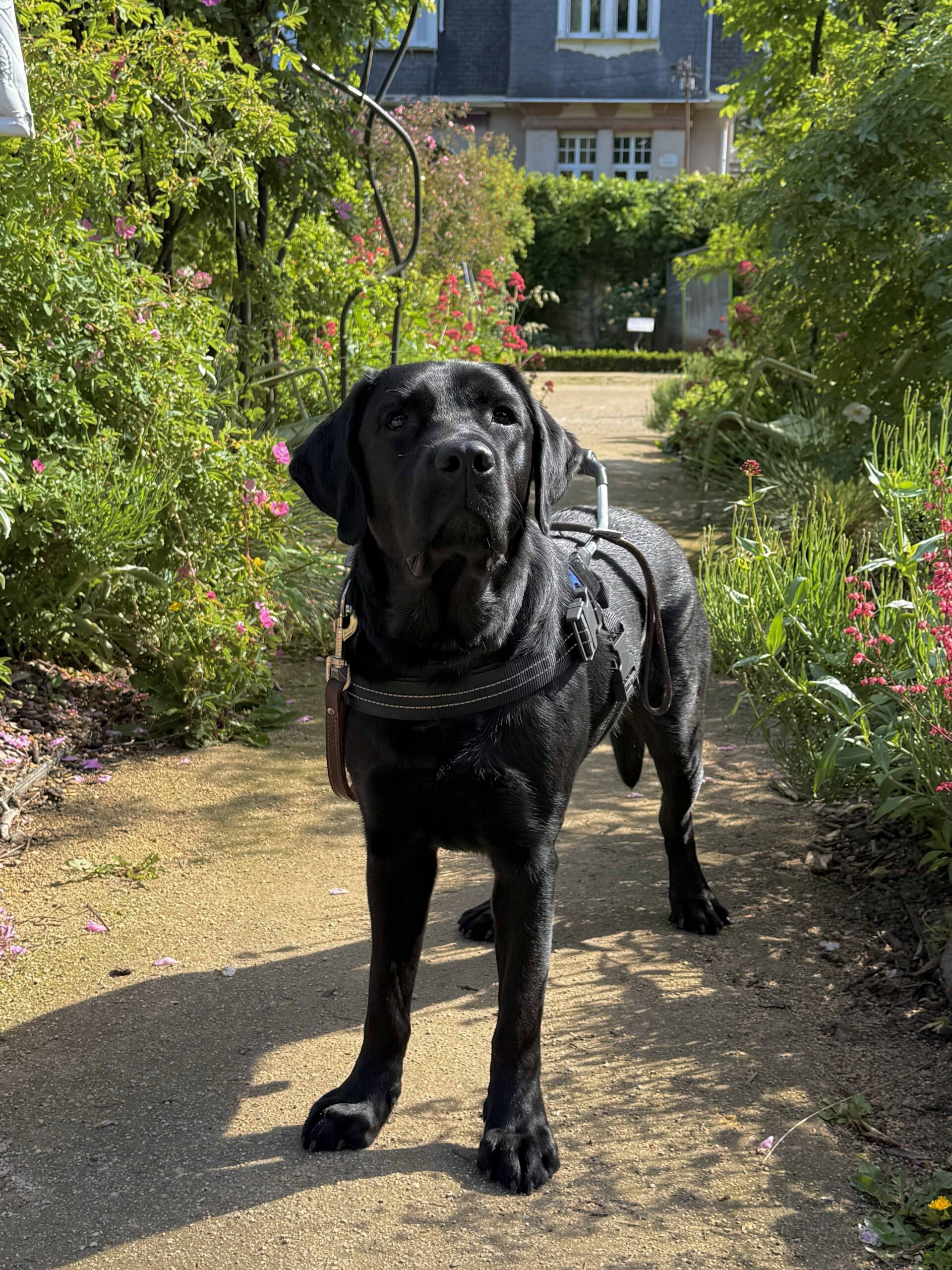 chien-guide-voyou