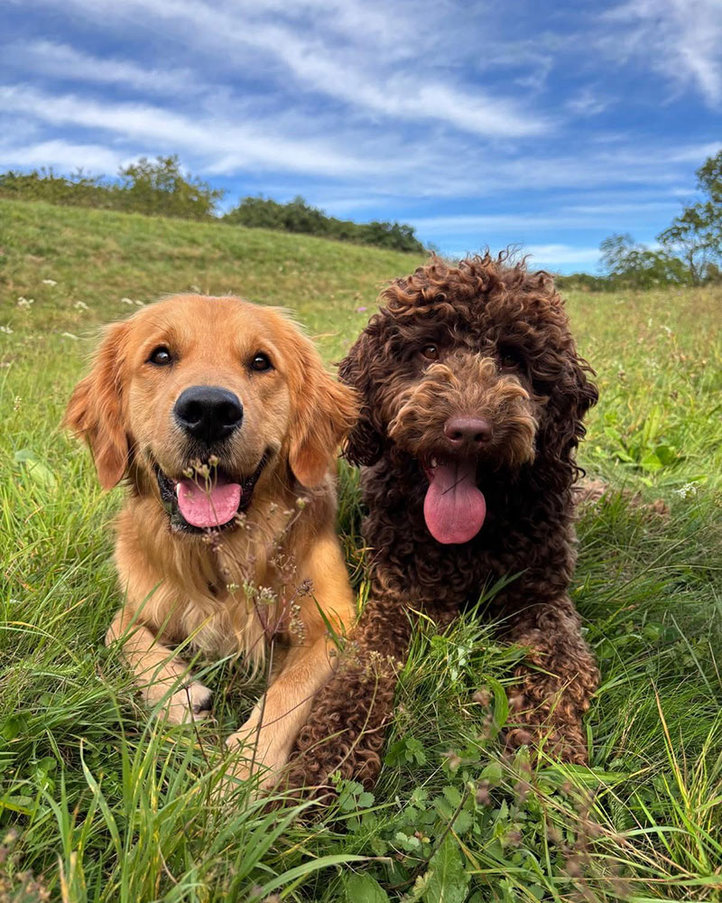 deux-chien-heureux-nature