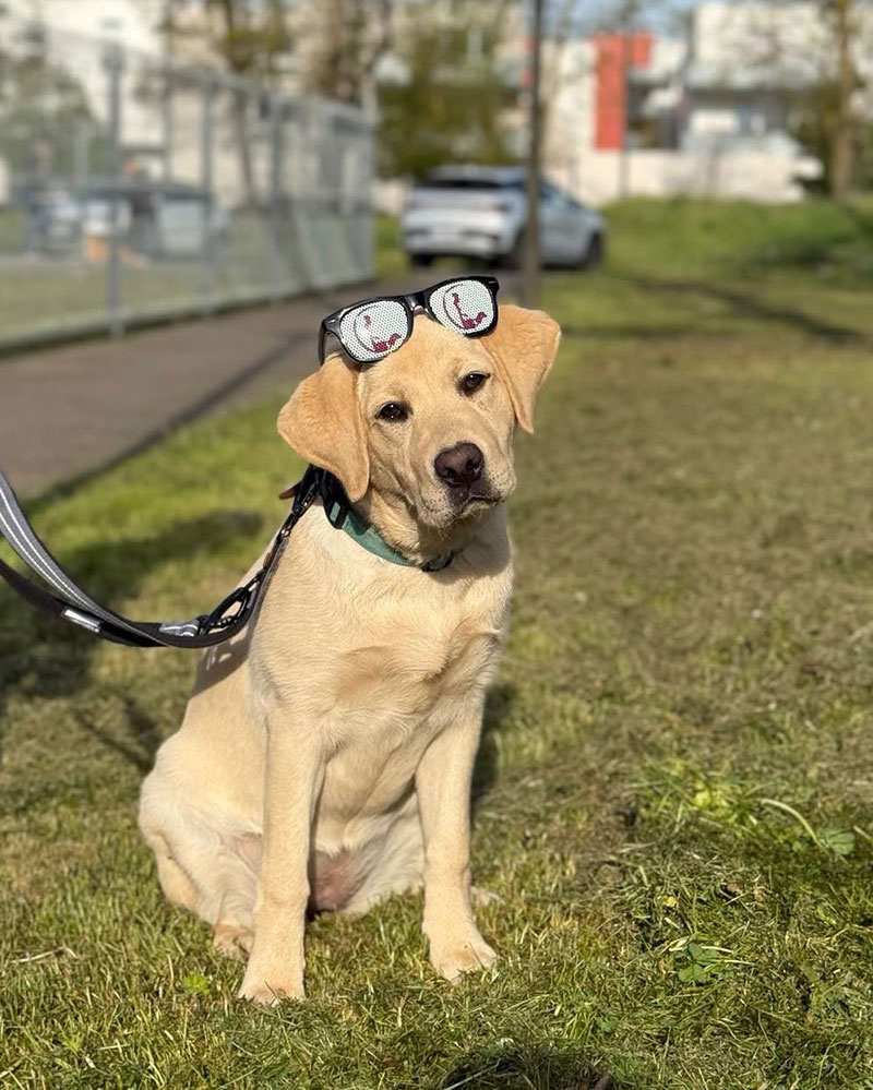 labrador-avec-lunette-de-soleil